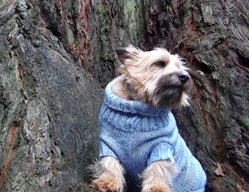 Dog-Friendly Places & Activities